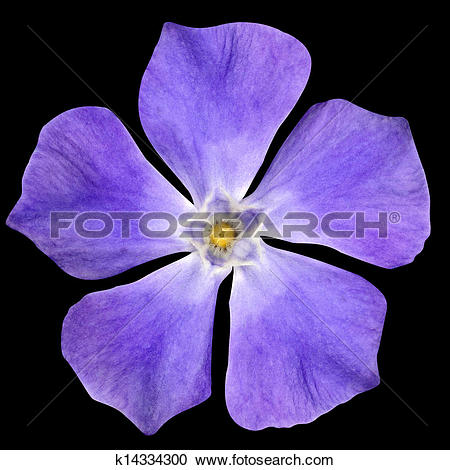 Stock Photography of Purple Flower.