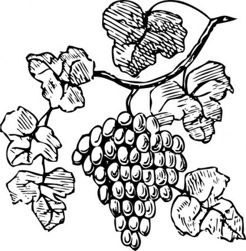I Am The Vine You Are The Branches Clip Art.