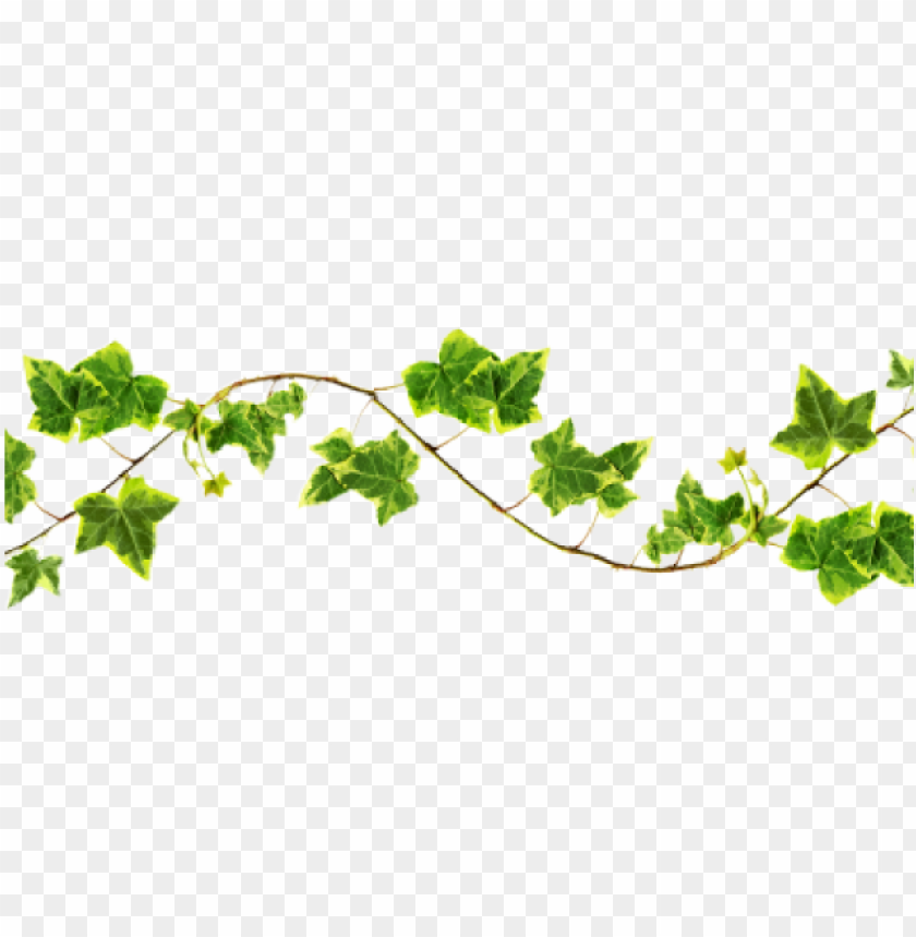 Vine Logo Clipart Transparent Background Free Cliparts Download Images On Clipground