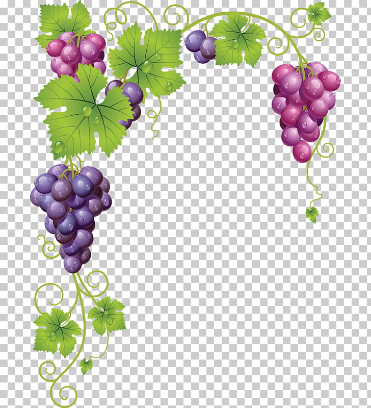 Common Grape Vine Wine , grape, pink and purple grapes.