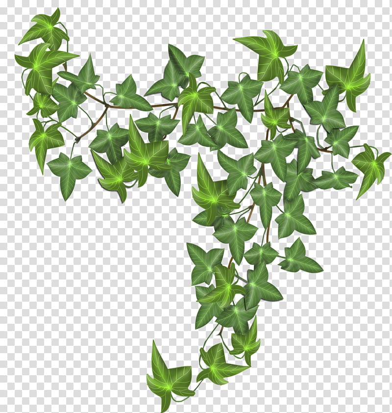 vine plant clipart 10 free Cliparts | Download images on Clipground 2023