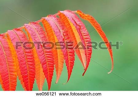 Stock Photography of Autumn leaves of Staghorn Sumac / Vinegar.