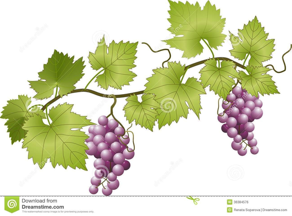 Grapes Vineyard Clipart.
