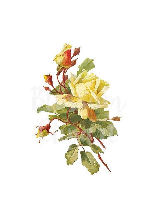 Yellow Rose CLipart Rose Vintage Rose Clipart Digital.