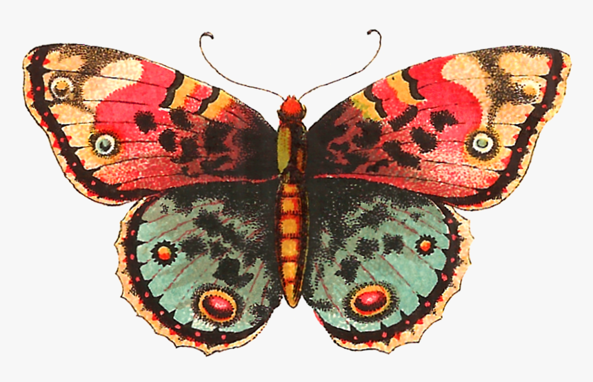 Vintage Butterfly Clipart 10 Free Cliparts Download Images On 