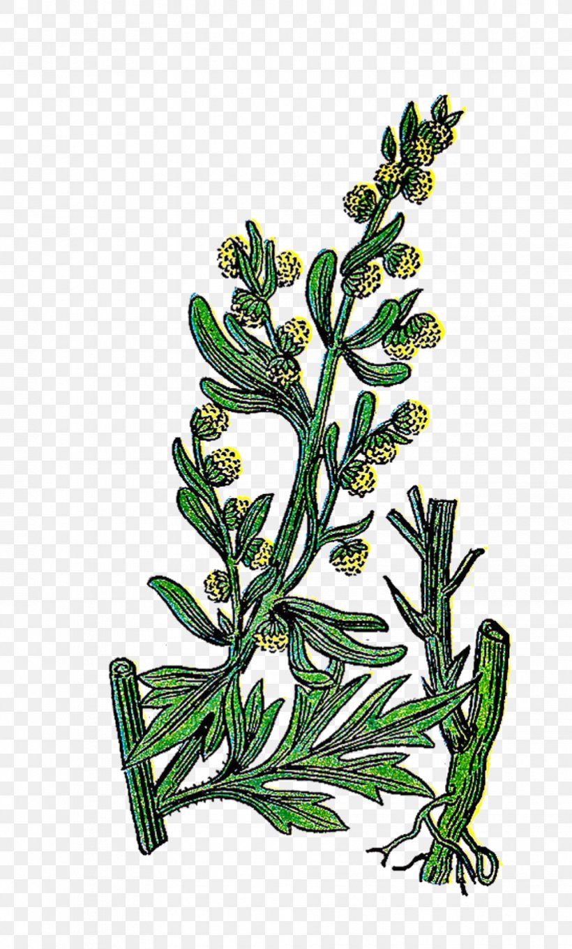 Herb Basil Rosemary Clip Art, PNG, 964x1600px, Herb, Basil.
