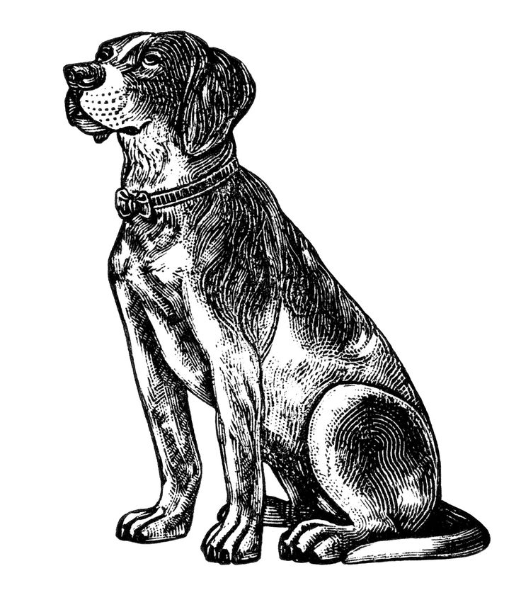 Dog black and white 0 images about black clipart.