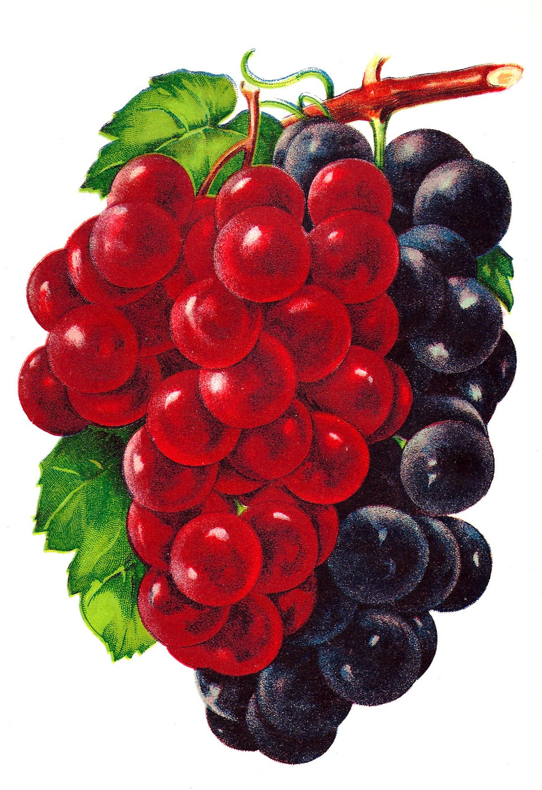 Free Vintage Raspberry Cliparts, Download Free Clip Art.