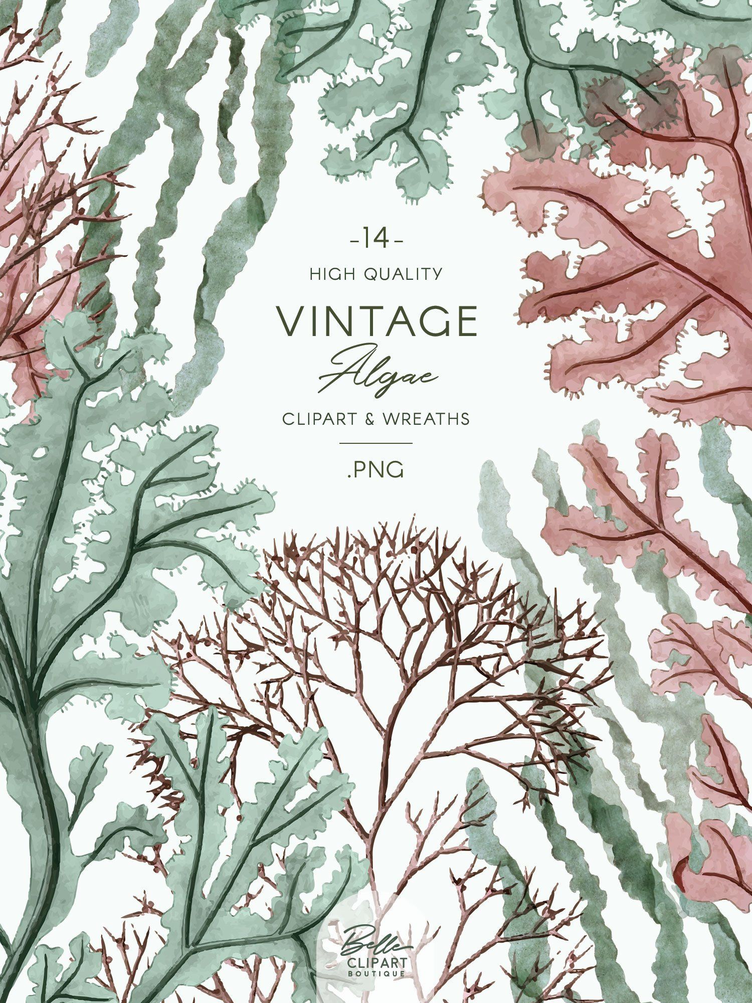 Vintage Algae clip art, watercolor Seaweed illustrations.