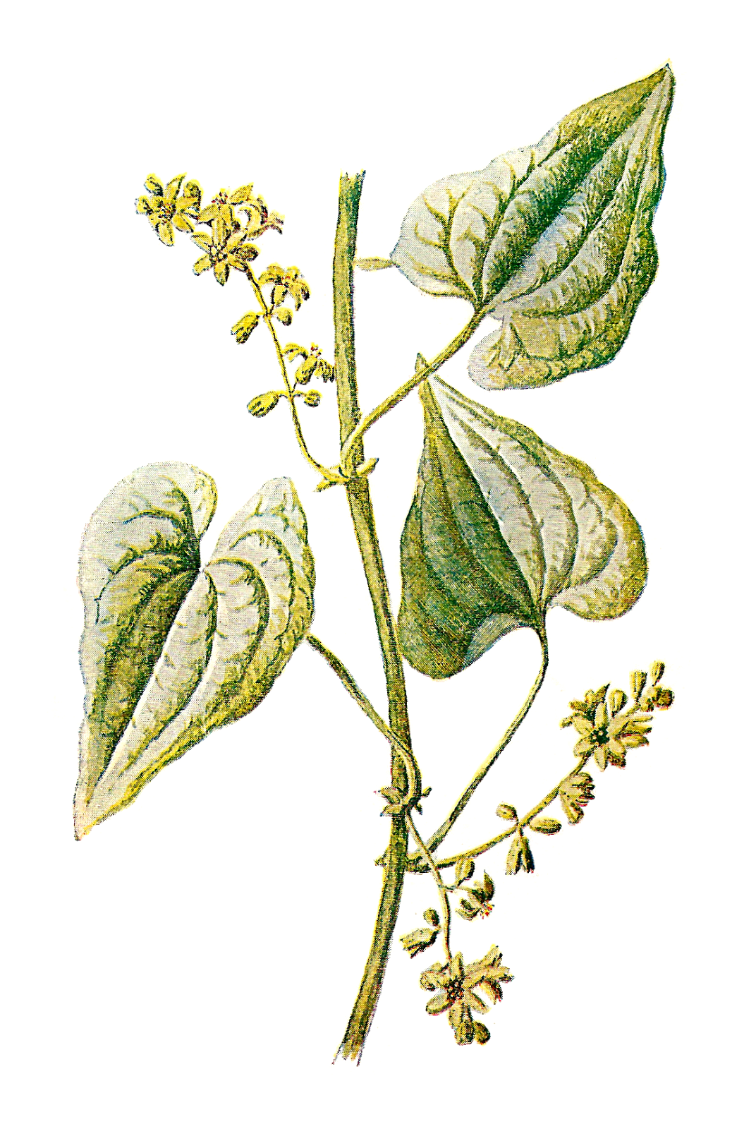 Antique Image: Free Botanical Graphic: Plant Clip Art of.