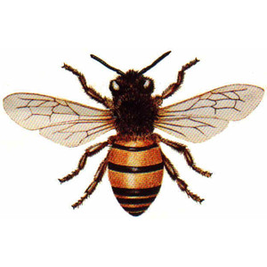 Honeybee Clipart.