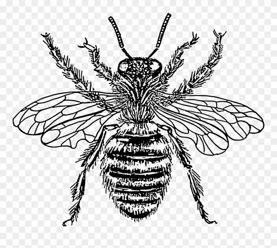 Bee Queen Svg Vector File, Vector Clip Art Svg File.
