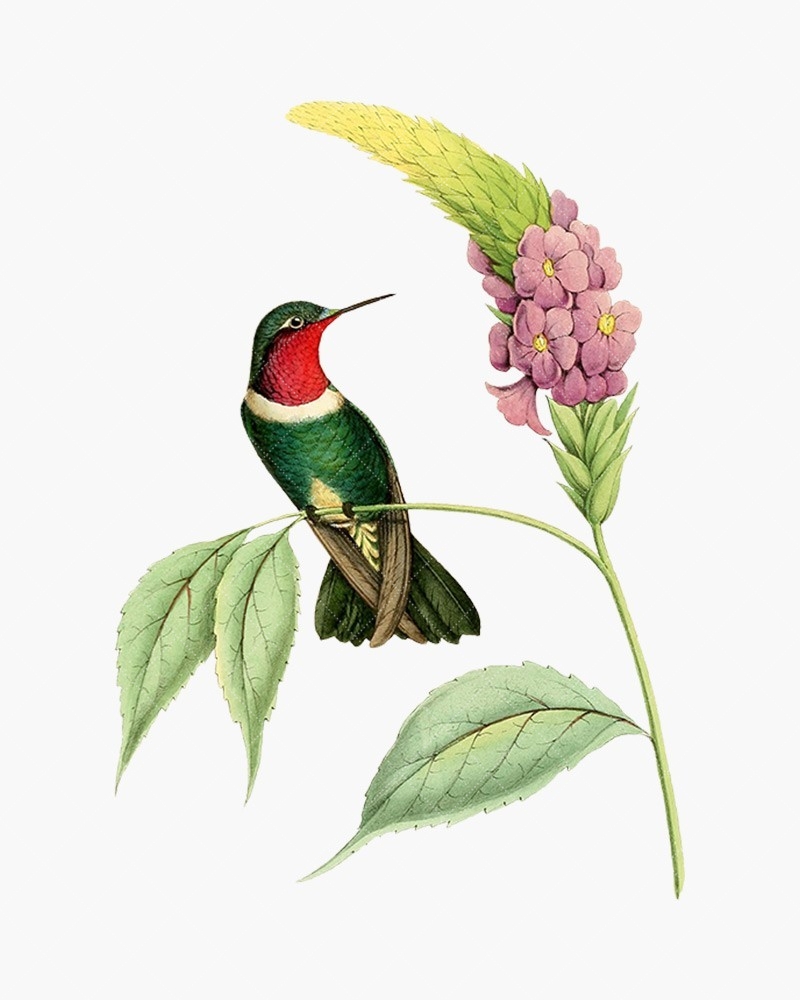 vintage hummingbird clipart 10 free Cliparts | Download images on ...