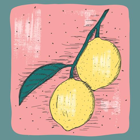 Vintage Lemon Illustration.
