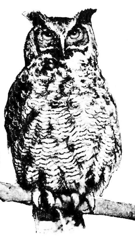 Owl Clip Art.