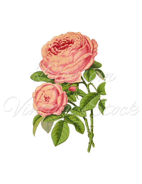 vintage pink rose clipart 10 free Cliparts | Download images on ...
