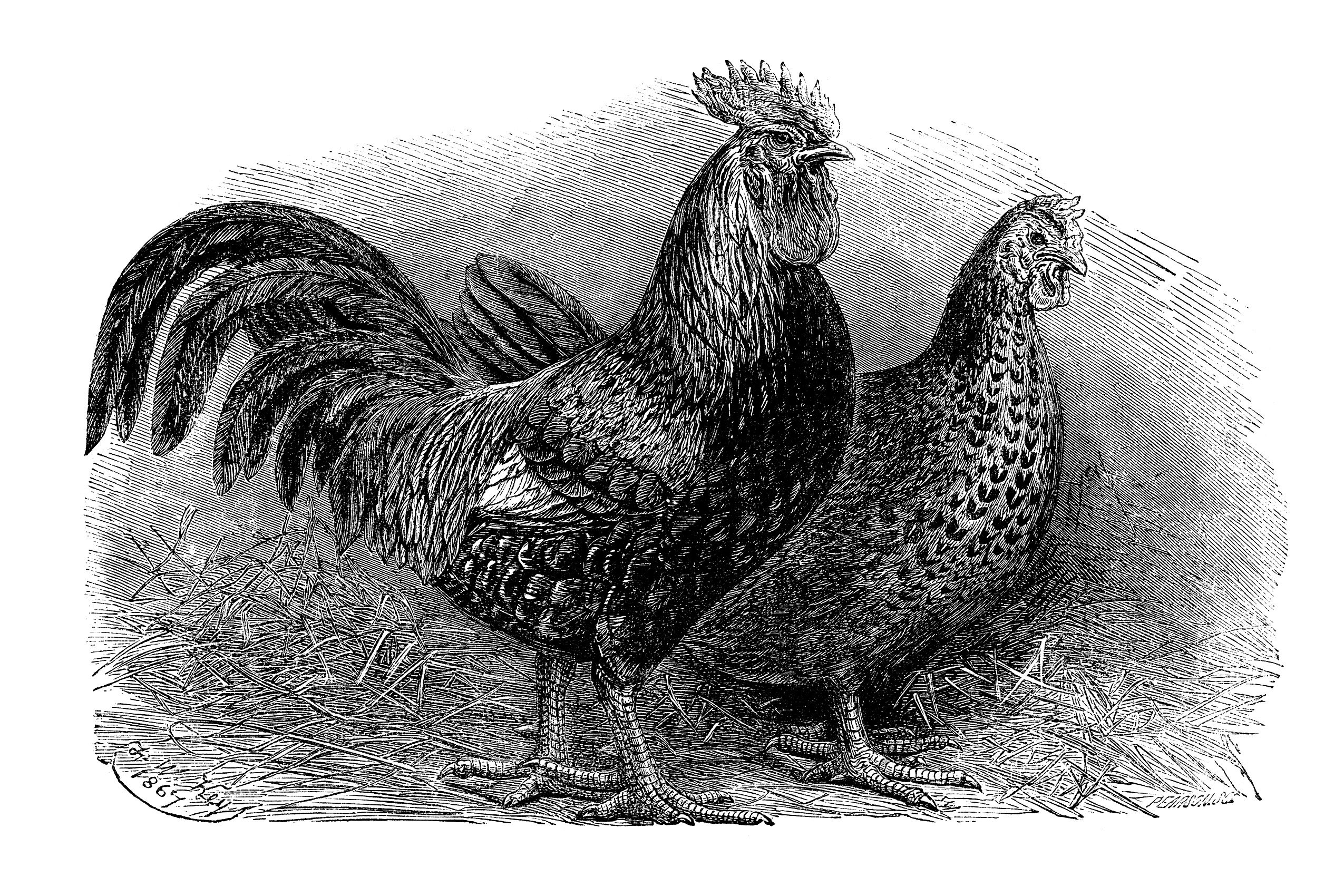 Vintage Rooster Clipart.