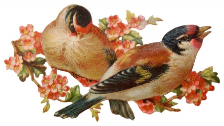Pretty Victorian Era Vintage Birds on an Apple Tree Blossom.