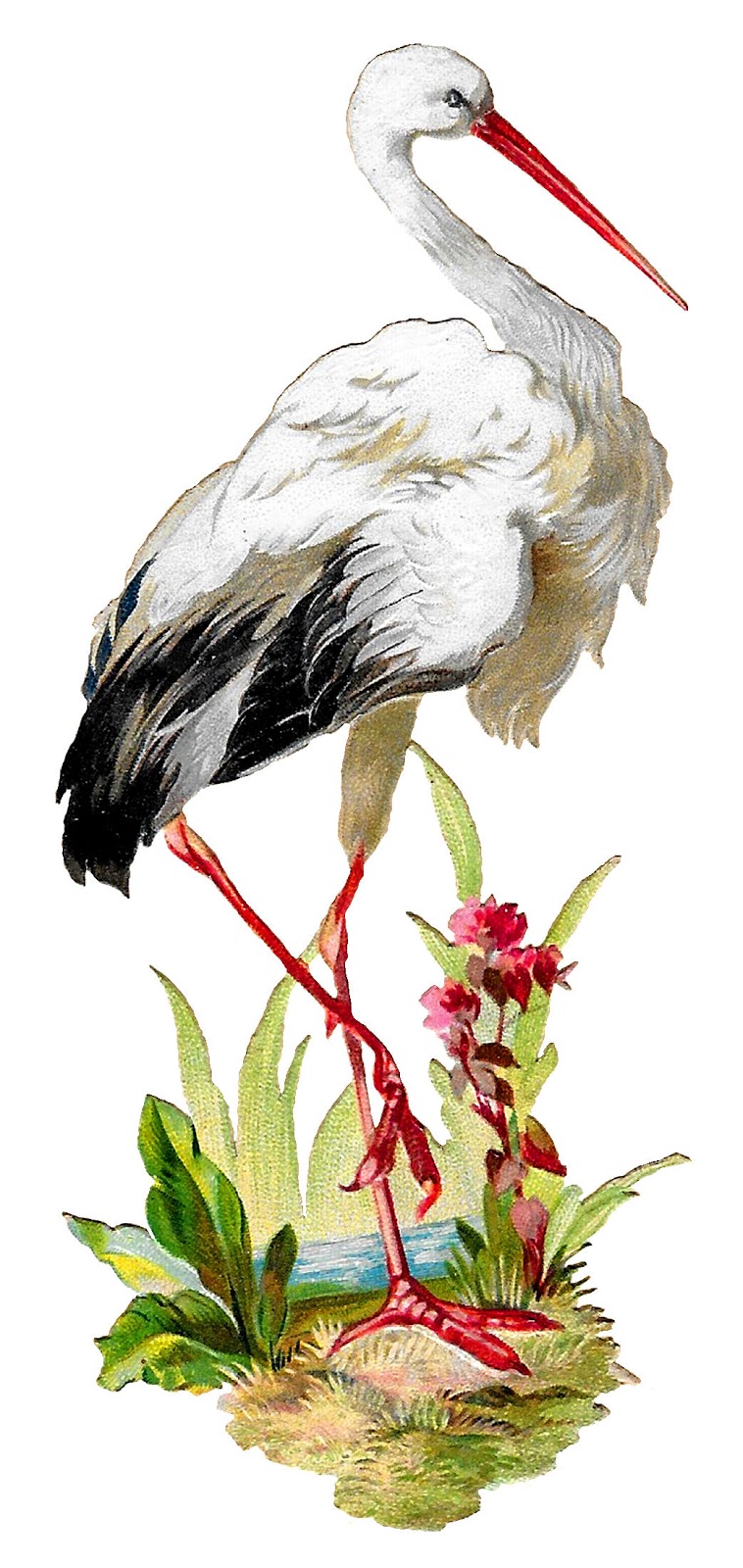 Antique Images: Vintage White Stork Bird Clipart Artwork.
