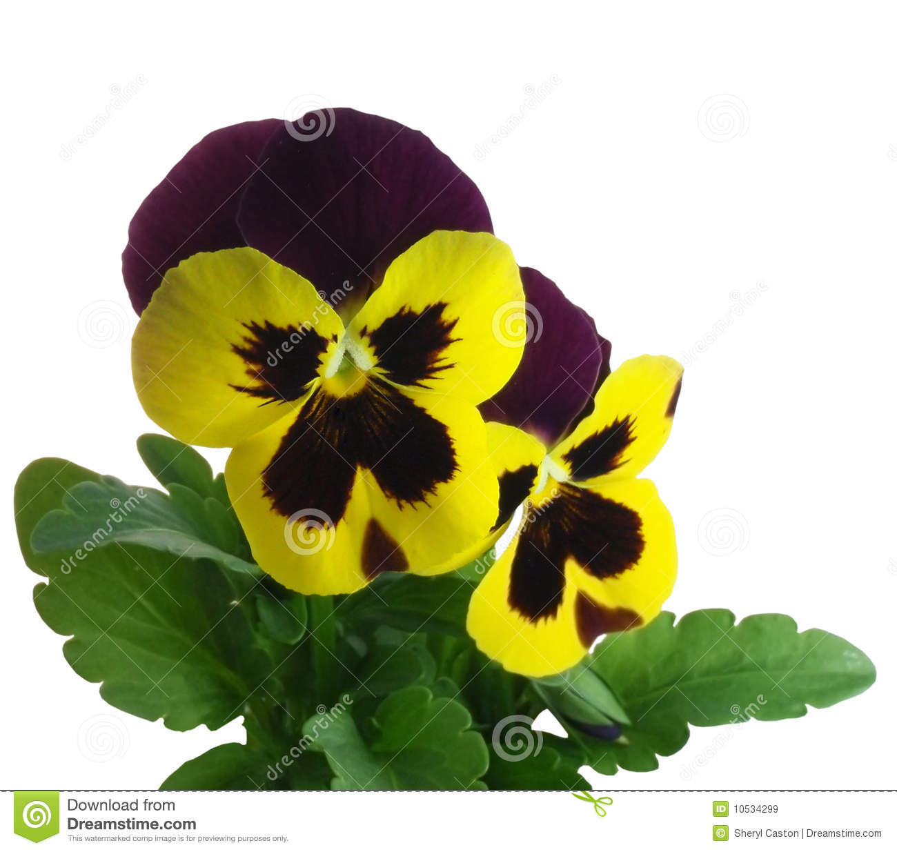 Pansy Violet Springtime Viola X Wittrockiana Royalty Free Stock.