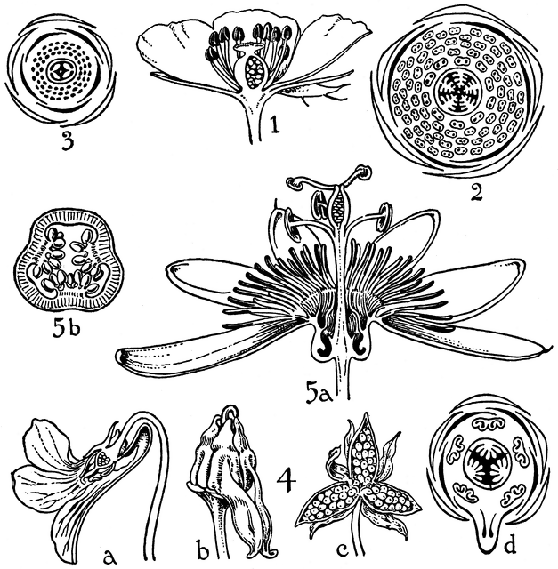 Orders of Cistaceae, Bixaceae, Violaceae, and Passifloraceae.