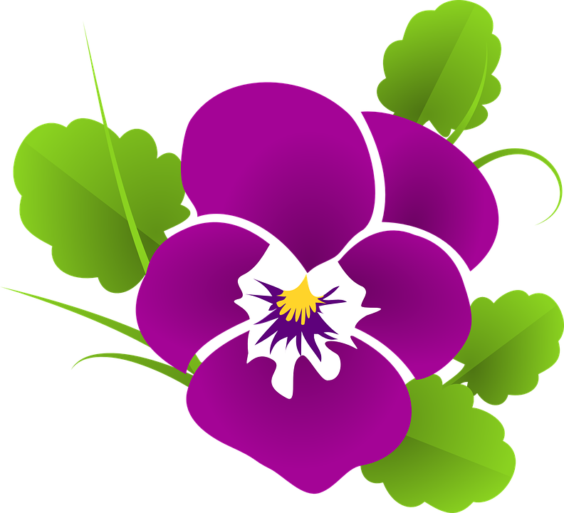 Free vector graphic: Pansy, Violet, Viola, Violaceae.