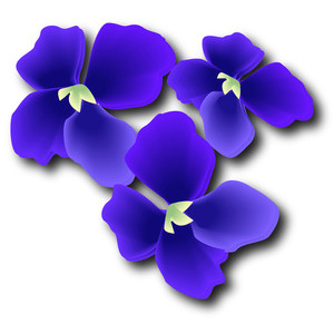 Pansies, Violets, Lilacs & Purple Flowers.
