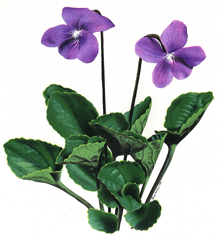 Violet plant clipart 20 free Cliparts | Download images on Clipground 2024