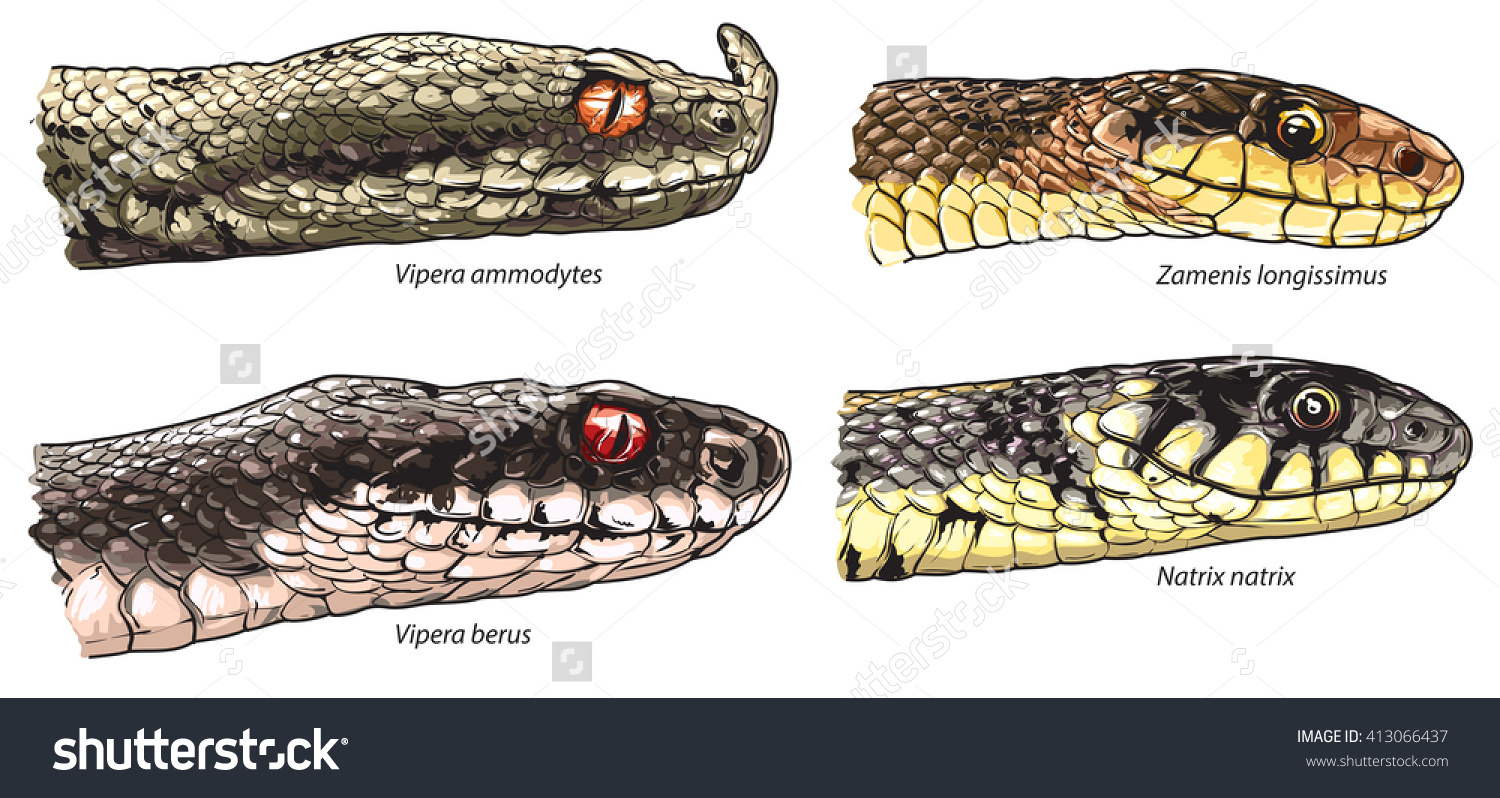Snake Heads Comparison Vipera Ammodytes Vipera Stock Vector.