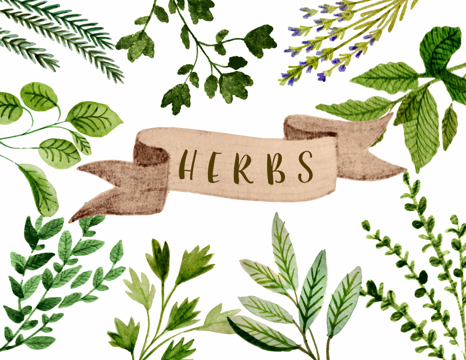 Herb clipart.