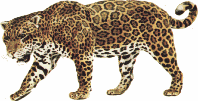 Jefferson Jaguars Clipart.
