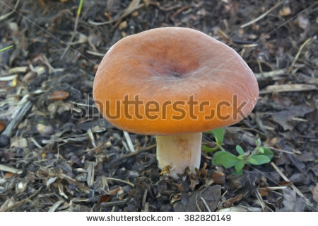 Milkcap Foto, immagini royalty.