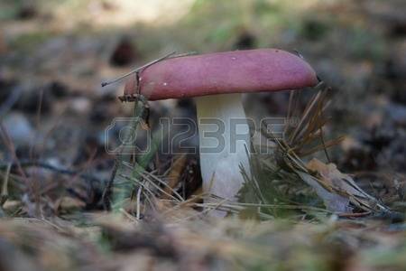 Cap Russula Images & Stock Pictures. Royalty Free Cap Russula.