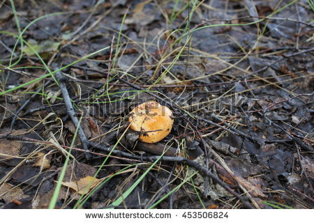 russula Mushroom