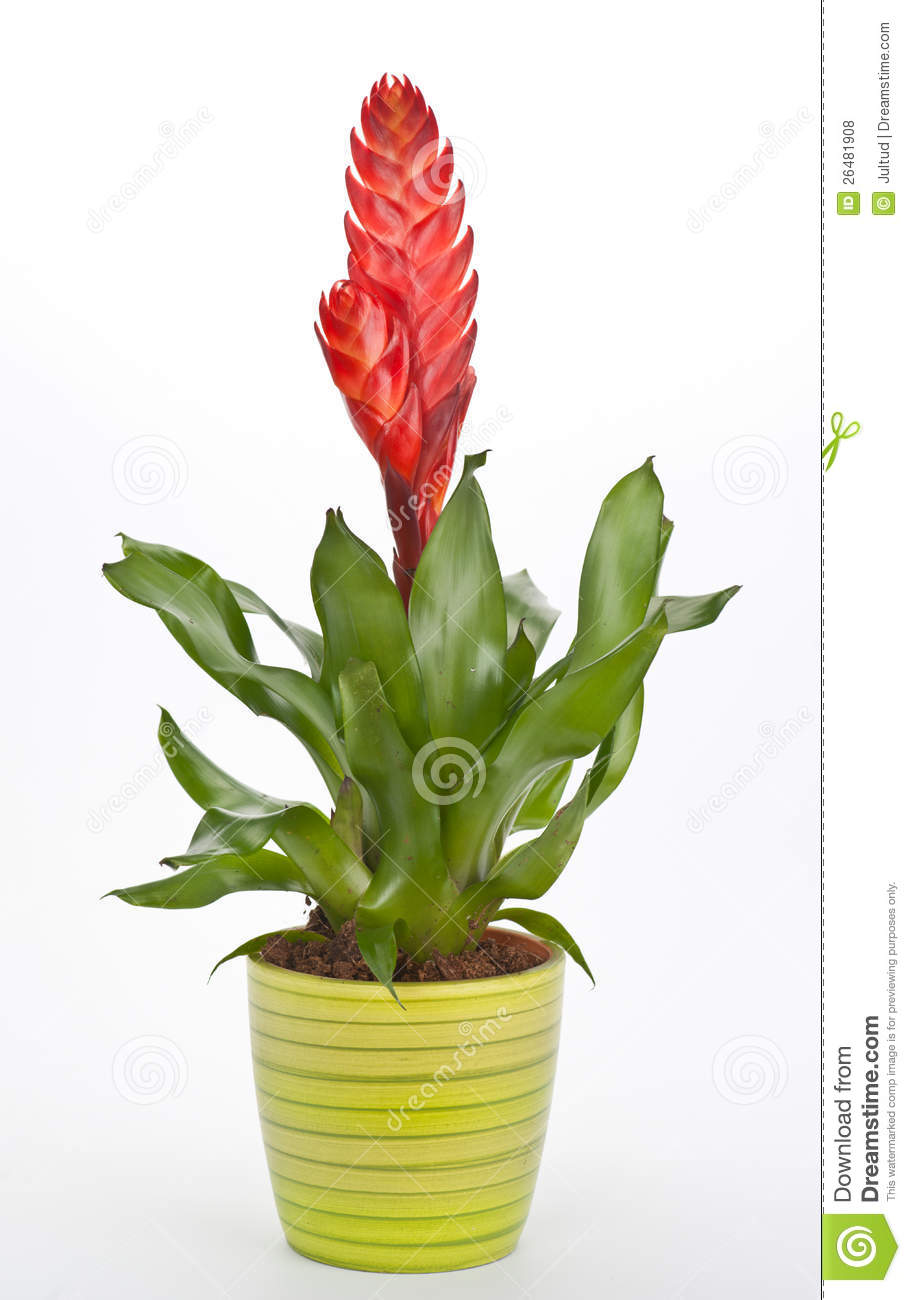Vriesea Red Royalty Free Stock Photos.