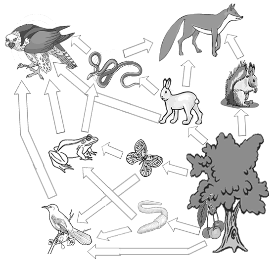 Food Web Label; simple, good for our kindergarteners.