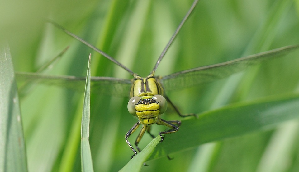 Free photo Vulgatissimus Dragonfly Yellow Dragonfly Insect.