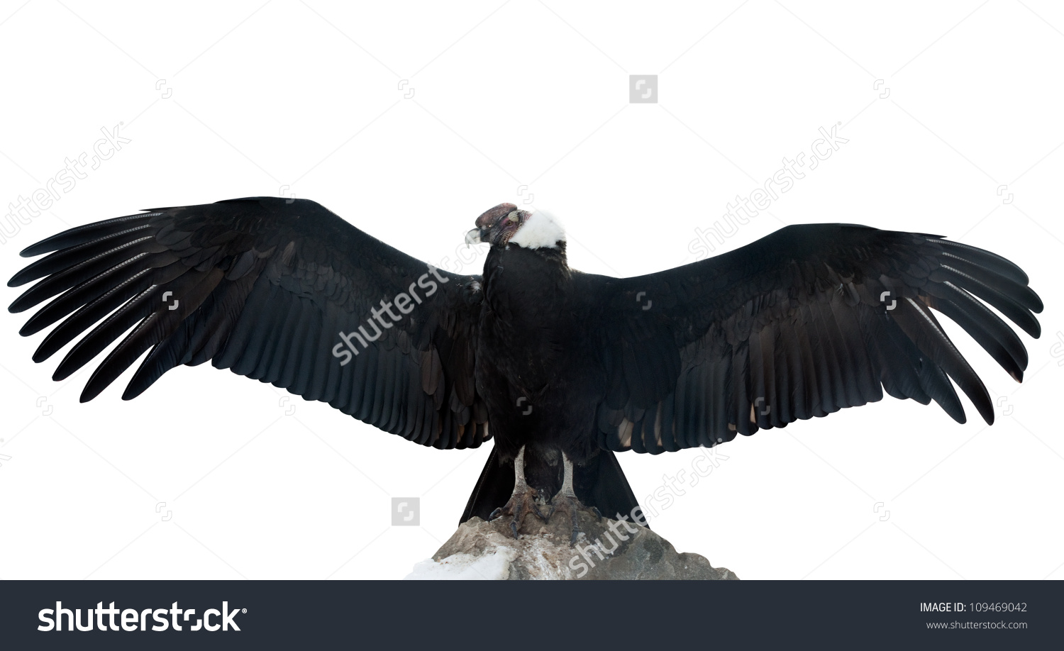Andean Condor (Vultur Gryphus). Isolated Over White Background.