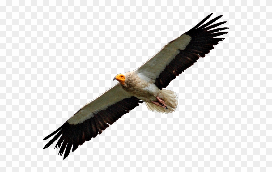 Vulture Clipart Flying.