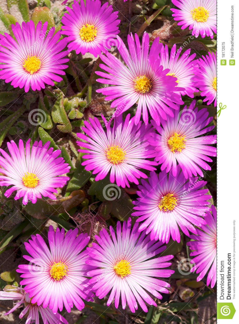 Pink South African Vygie Flowers Royalty Free Stock Photo.