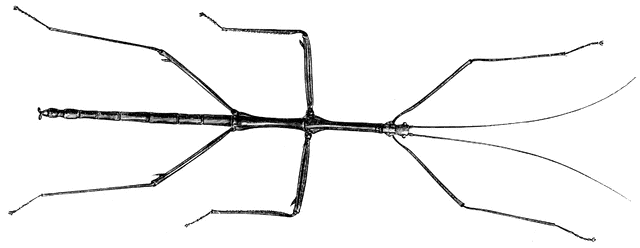 Stick Insect.