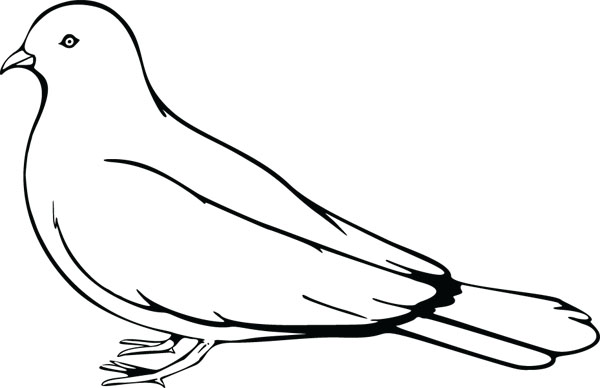 419 Pigeon free clipart.