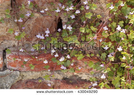 Cymbalaria Muralis Stock Images, Royalty.