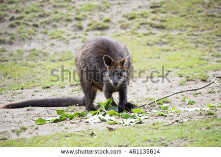 Macropod Lizenzfreie Bilder und Vektorgrafiken kaufen.