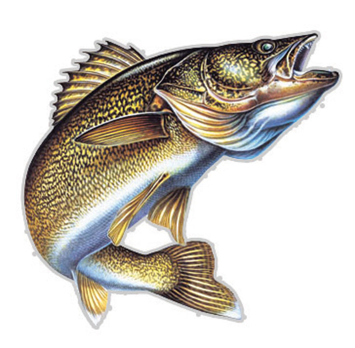 Walleye Fish Clipart Free Images At Clker Com Vector Clip Art | My XXX ...