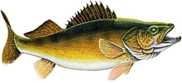 Download Walleye clipart 20 free Cliparts | Download images on ...