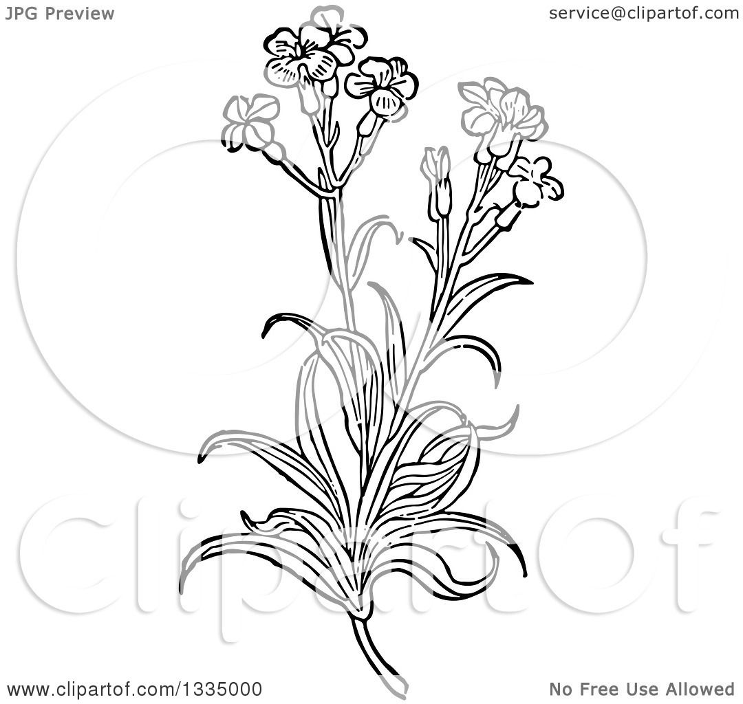 Clipart of a Black and White Woodcut Herbal Medicinal Wallflower.