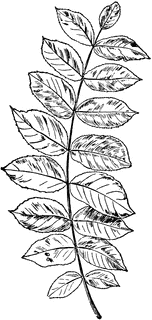 Black Walnut Leaf.