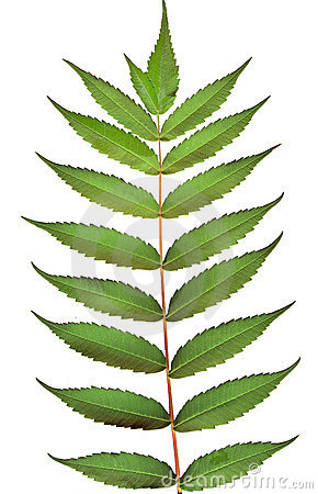 Walnut leaves clipart 20 free Cliparts | Download images on Clipground 2021