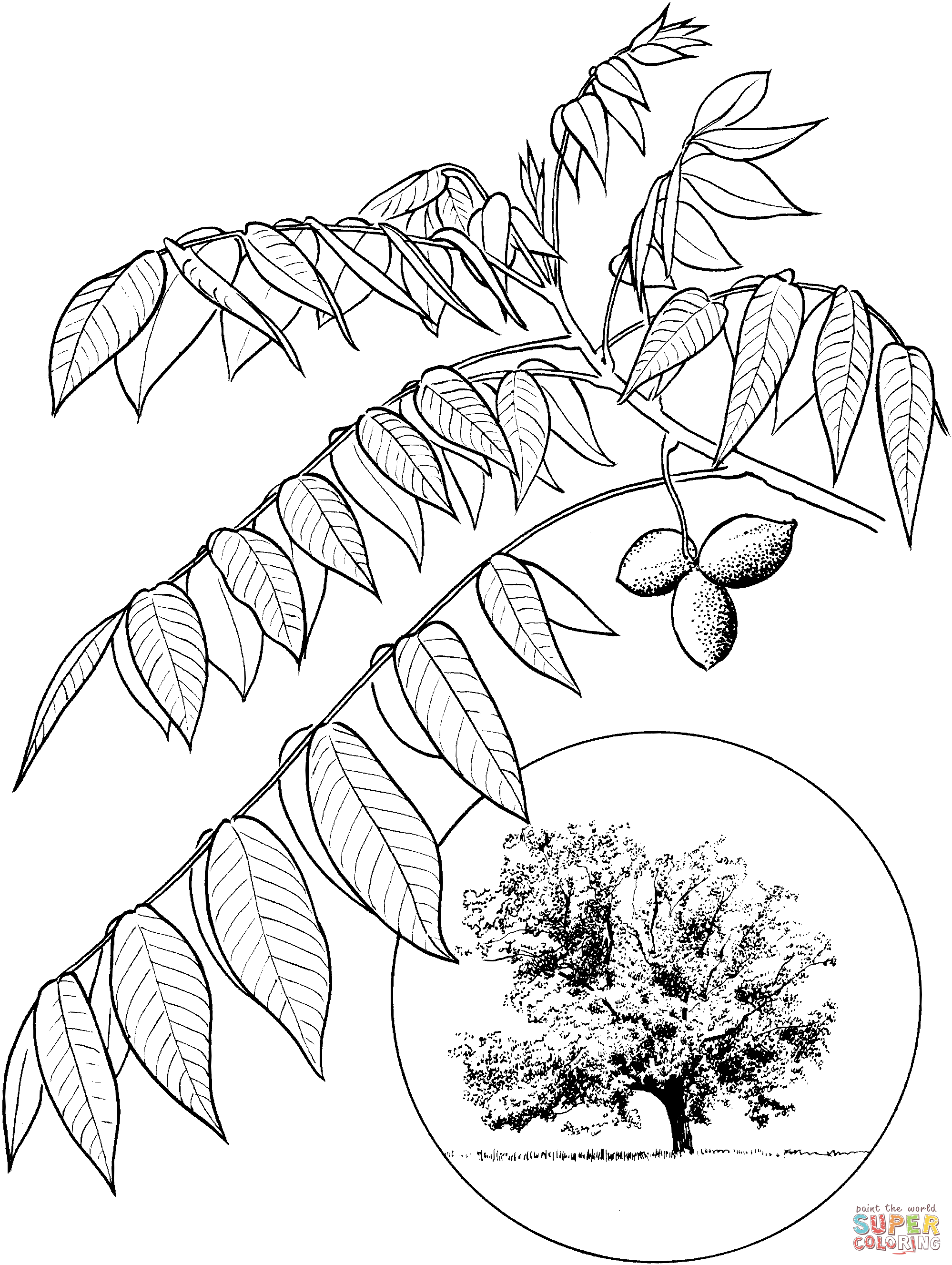 Walnut tree coloring pages.